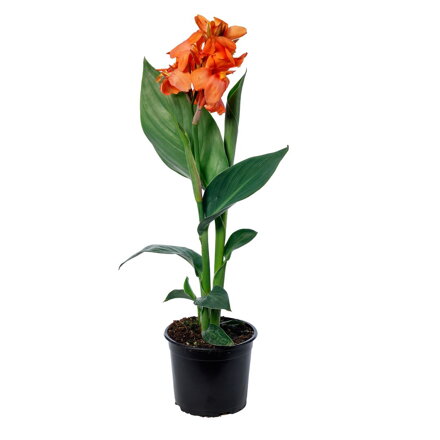 Canna X Gneralis F1 - Cannova Orange Shades