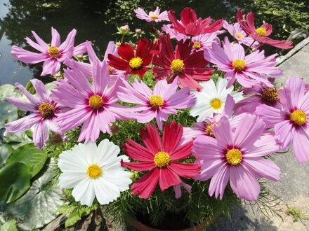 Cosmos bipinnatus - Casanova Mix