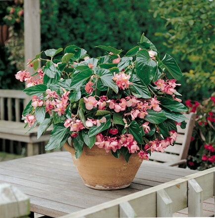 Begonia hybrida - Dragon wing Pink
