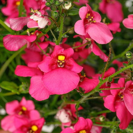 Diascia barberae Flying Colors® Antique Rose