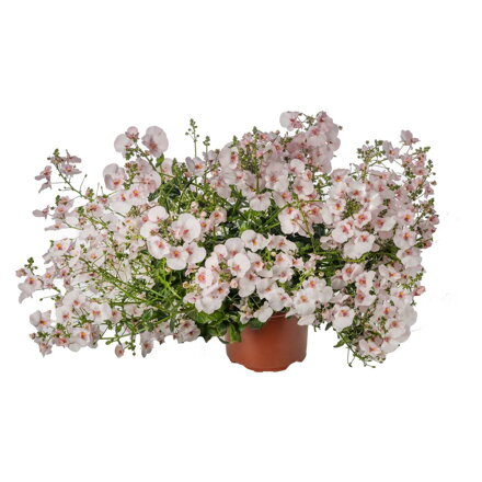 Diascia barberae Flying Colors® Appleblosom