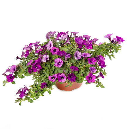 Petunia hybrida - Itsy Purple 