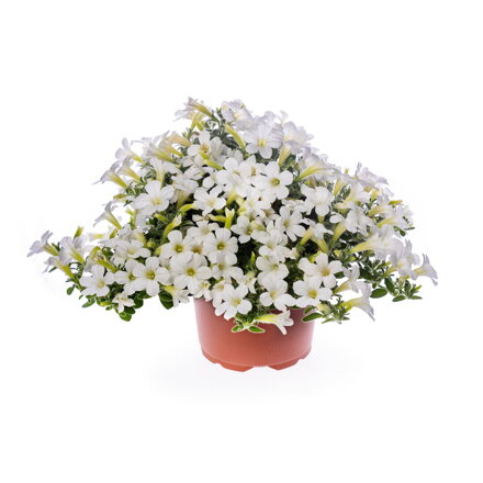 Petunia hybrida - Itsy White 