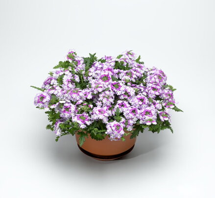 Verbena hybrida - Lanai® Compact Twister Purple