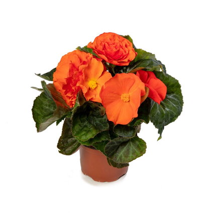 Begonia tuberhybrida - Limitless® Orange