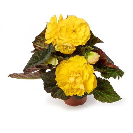 Begonia tuberhybrida - Limitless® Yellow