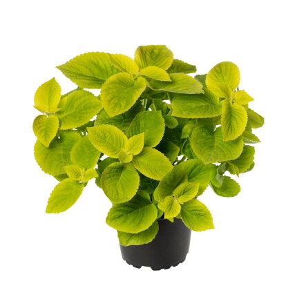 Solenostemon scutellarioides - Mezmerize Lime Green