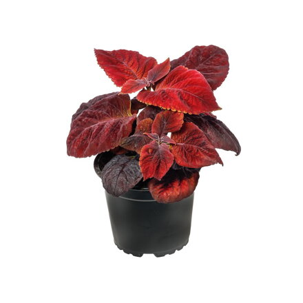 Solenostemon scutellarioides - Mezmerize Rusty Red