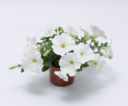 Petunia hybrida - Sanguna® White