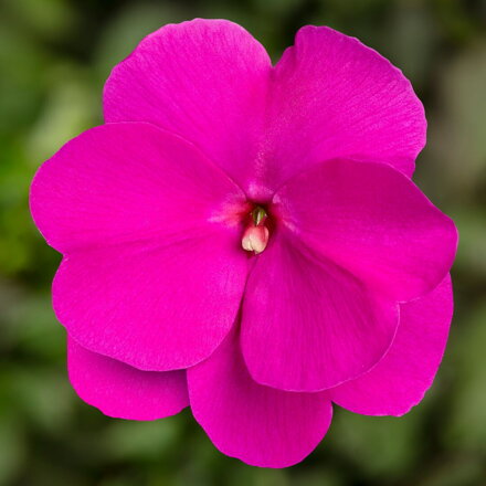 Impatiens New Guinea - Sonic® Lilac