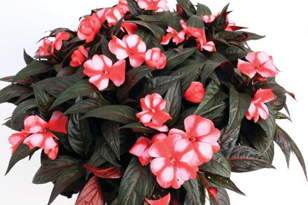Impatiens New Guinea - Sonic® Red Star