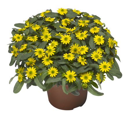Sanvitalia speciosa - Early Yellow 