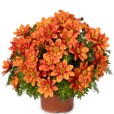 Bidens ferulifolia - Brazen Glowing Sky 