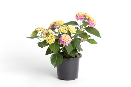 Lantana camara - Bandana® Hot Blooded Red 