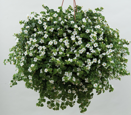 Sutera hybrida - Scopia® Gulliver Dynamic White 