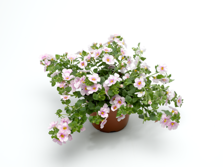 Sutera hybrida - Cabana® Jumbo Pink 