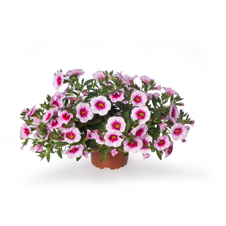 Calibrachoa Hybrida - Cabrio Pink Eclipse 