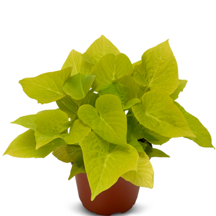 Ipomoea batatas - Sidekick Heart Lime 