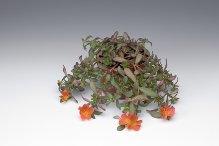 Portulaca umbraticola - Red 