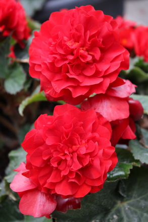 Begonia tuberhybrida - Limitless® Compact Velvet Red 