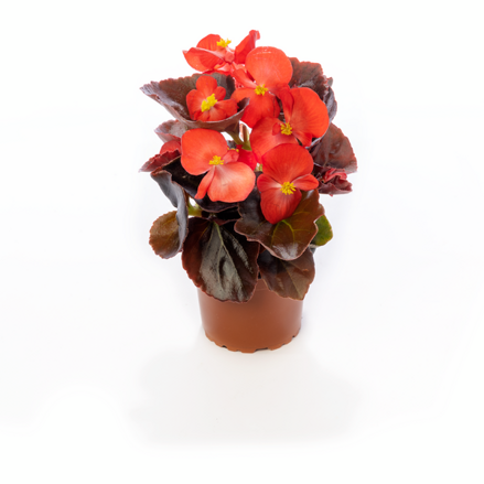 Begonia semperflorens - Ascot Bronze Scarlet 