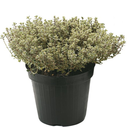 Mateřídouška citrónová `Silver Queen`