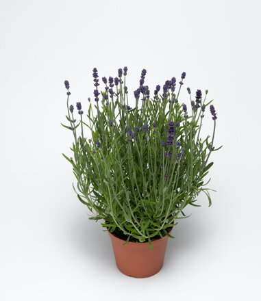 Levandule úzkolistá `Scent Blue Mini`