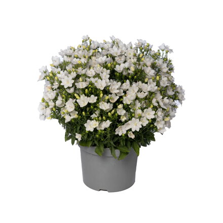 Zvonek interspecifický 'LTD MiraBell Compact White'