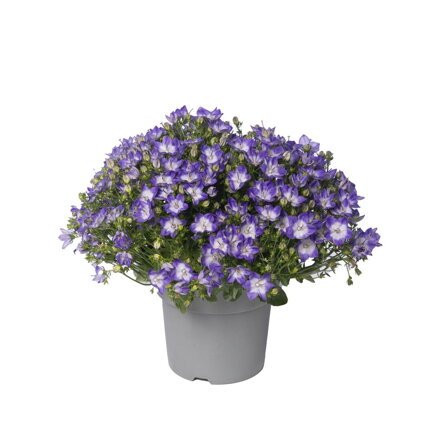 Zvonek interspecifický 'LTD MiraBell Bicolor'