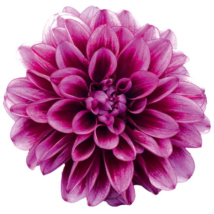 Dahlia x hybrida - Jiřinka Dalaya®  Garden Amal 