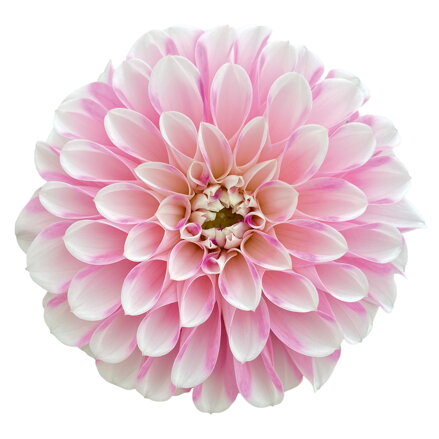  Dahlia x hybrida - Jiřinka Dalaya® Garden Indira 