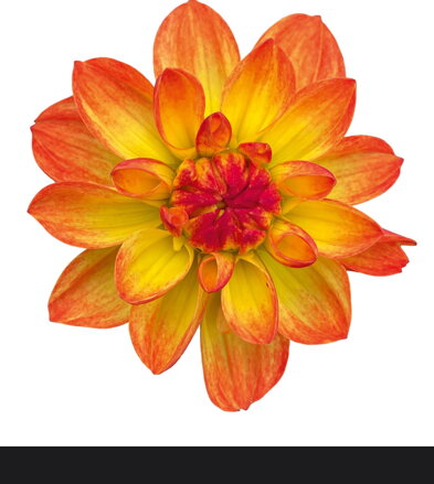 Dahlia x hybrida - Jiřinka Dalaya® Garden Saira  