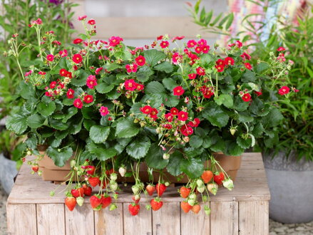 Fragaria x ananassa F1 - Fragoo® Summerbreeze Rose