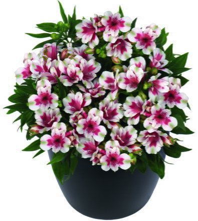 Alstroemeria x hybrida - Inticancha® Maya