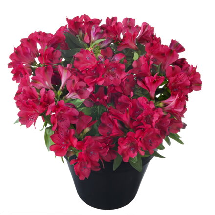 Alstroemeria x hybrida - Inticancha® Valletta