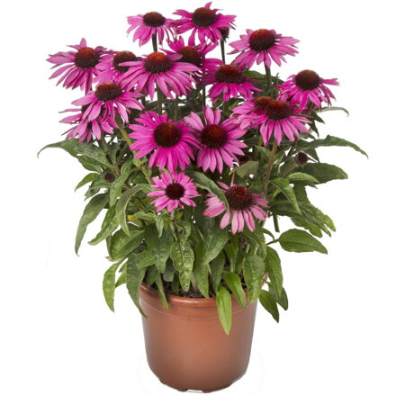 Třapatkovka nachová `Prairie Splendor Dark Rose`