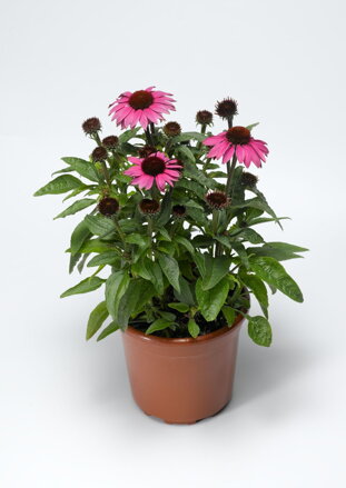 Třapatkovka nachová `Prairie Splendor Compact Dark Rose`