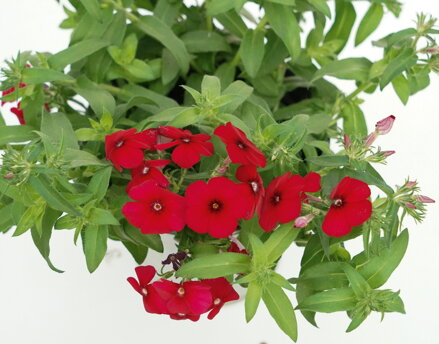 Phlox cultivars sel® - Gisele® Cherry