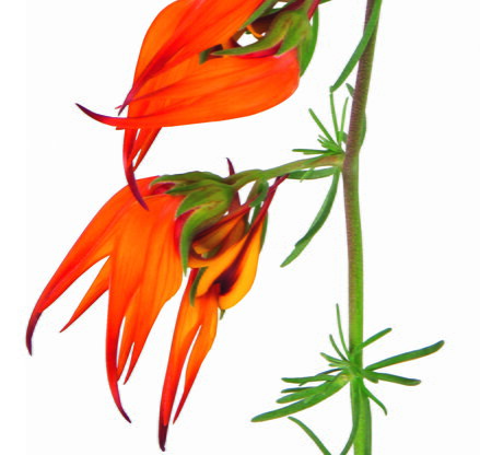 Lotus berthelotii - Orange Flash 