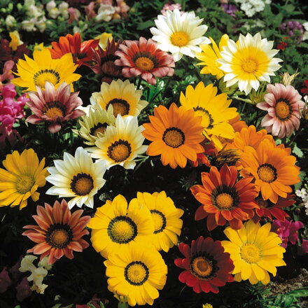 Gazania rigens - Gazoo® Formula Mix