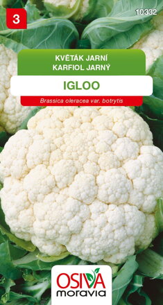 Květák - Igloo