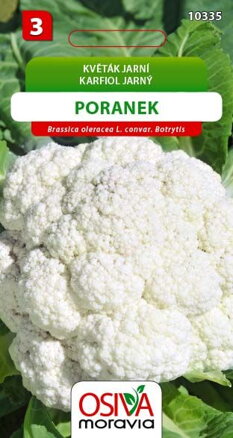 Květák - Poranek