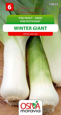 Pór zimní - Winter Giant