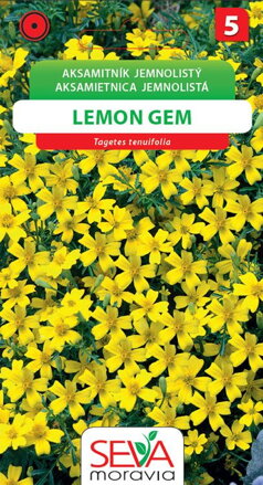 Aksamitník jemnolistý - Lemon gem