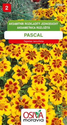 Aksamitník rozkladitý jednoduchý - Pascal