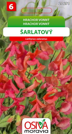 Hrachor vonný - šarlatový