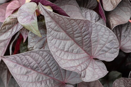 Ipomoea batatas - Papas® Purple Heart 