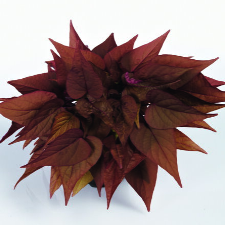 Ipomoea batatas - Papas® Red Heart