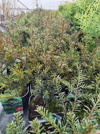 Taxus baccata výška kmínku 30 - 40 cm 