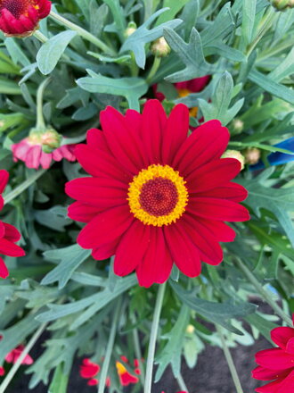 Argyranthemum cultivars - LaRita® Scarlet 